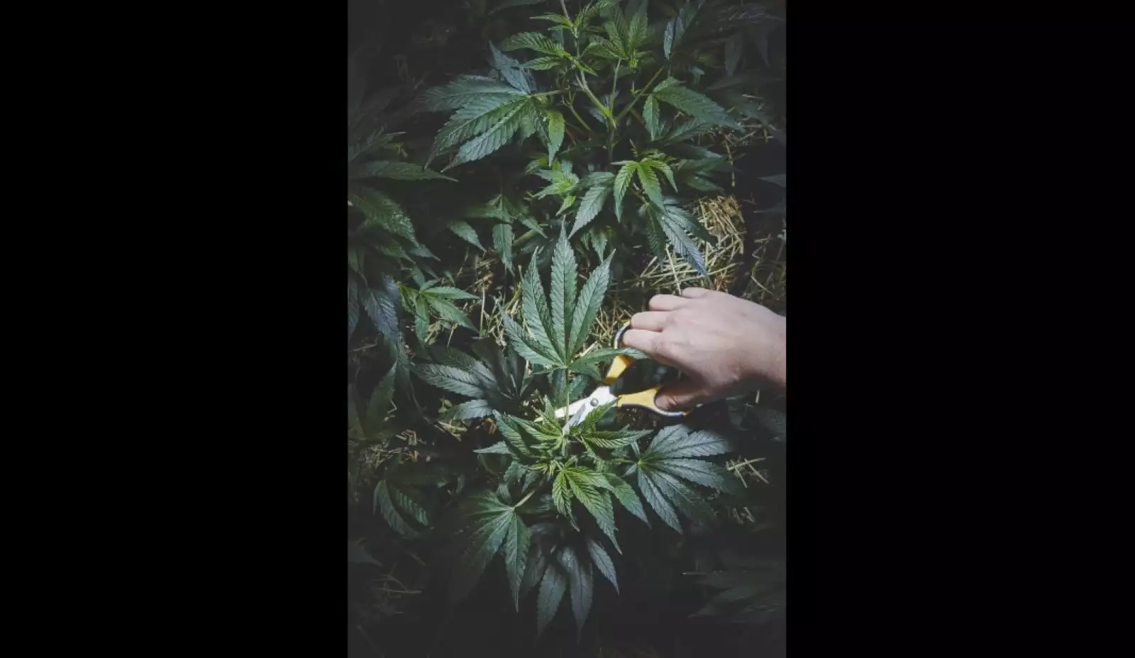 Las hermanas cultivan diversas y potentes variedades de marihuana medicinal para diversos males como las náuseas y la depresión.