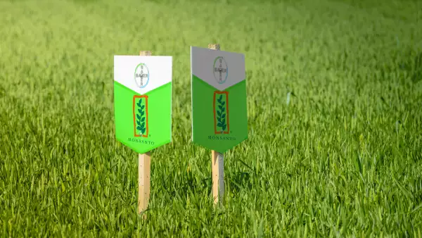 Bayer and Monsanto in a crops field
