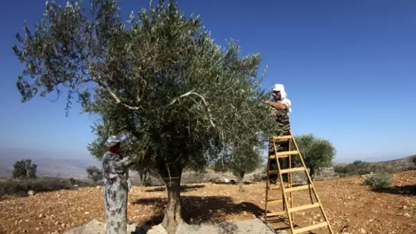 arboles de olivo cisjordania