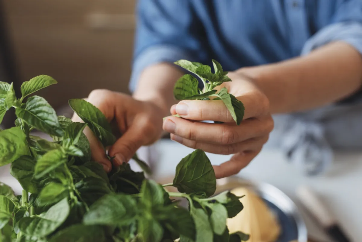 Hands of a Woman Plucking a Mint Leaf, a Close Up