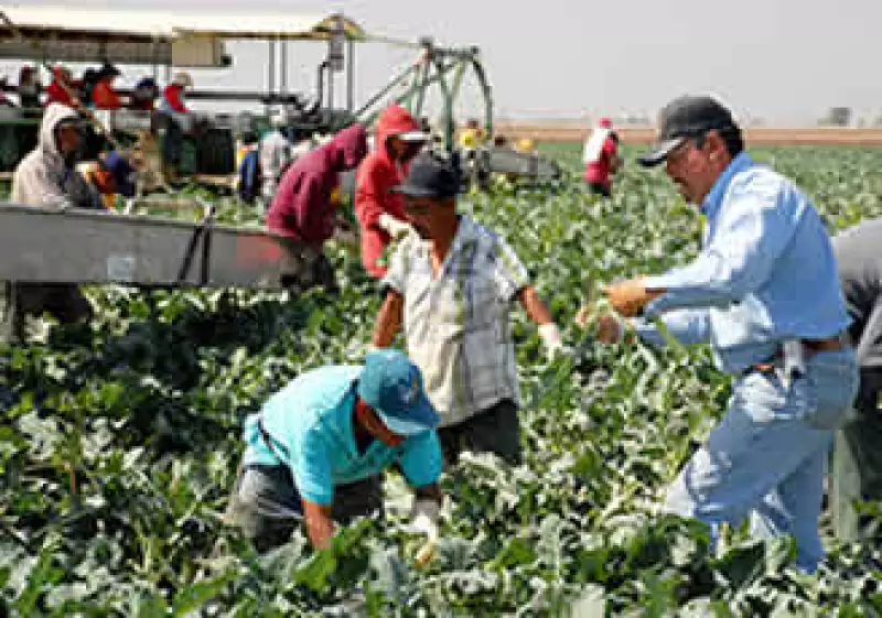 Los 1 millón 850,000 trabajadores ilegales de California son el grupo más numeroso en la nación. (Foto: AP)