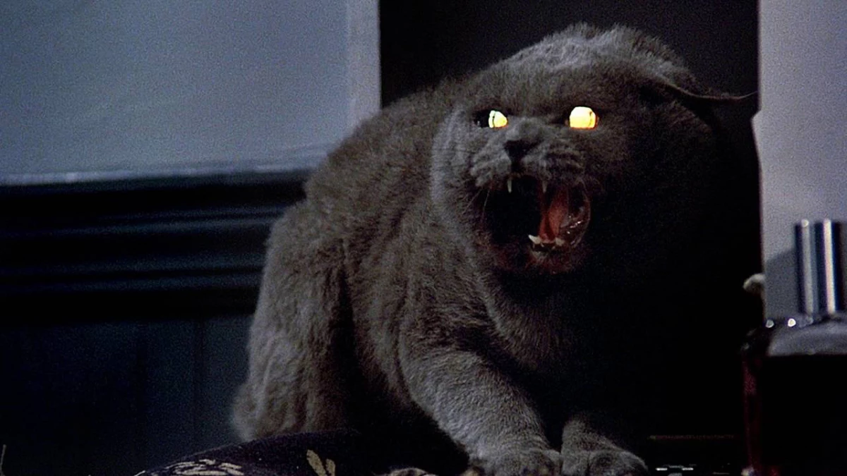 pet sematary gato