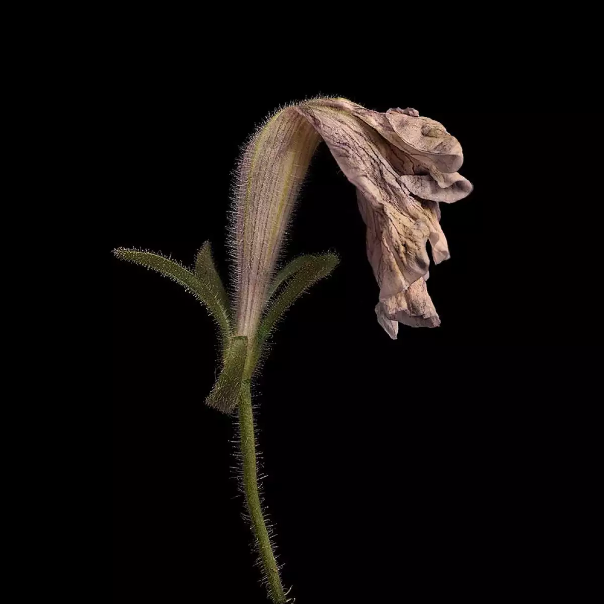 libro-pulsion.jpg