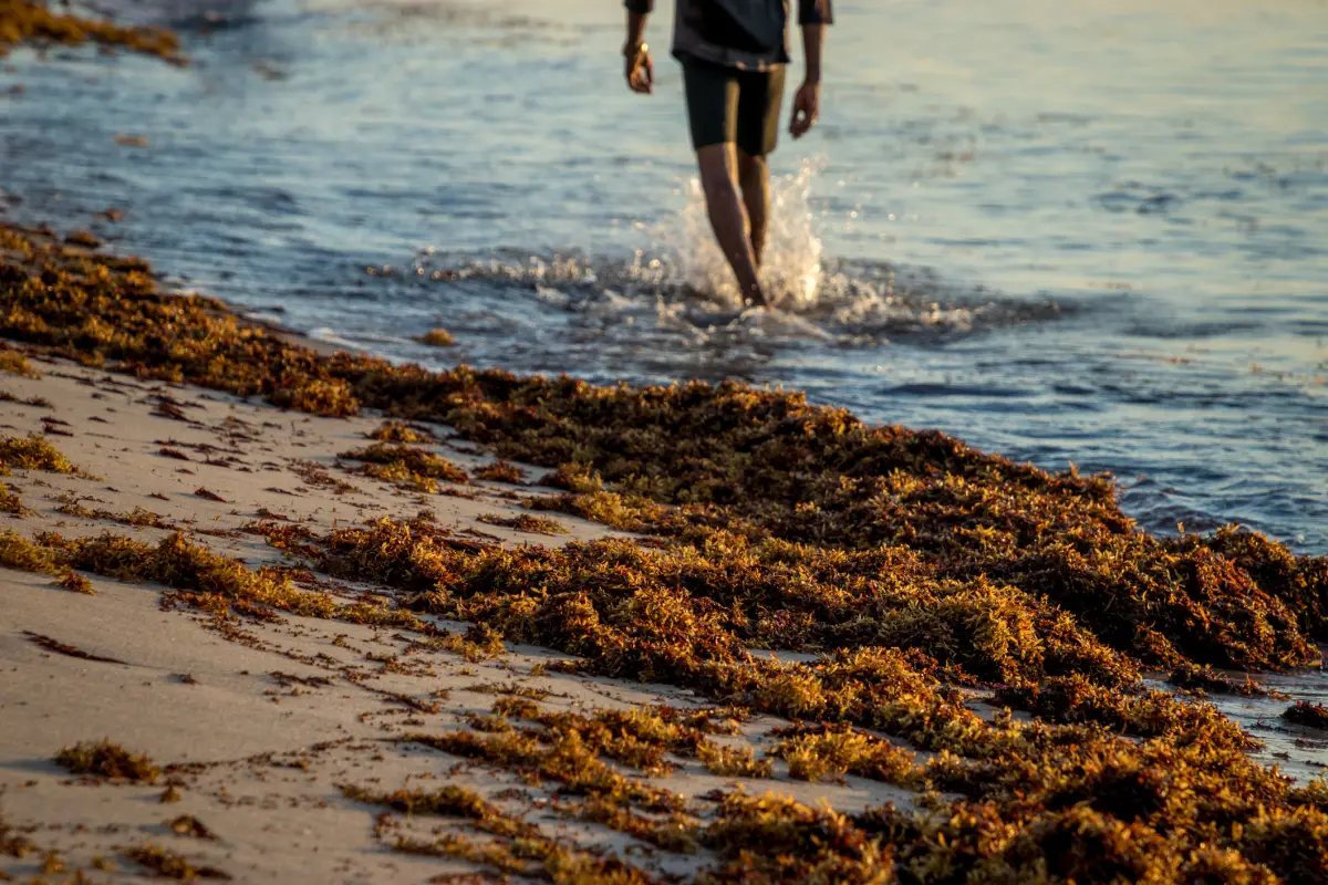 El sargazo ya llegó a las playas del Caribe, ¿de dónde viene y cómo impacta en los humanos? 