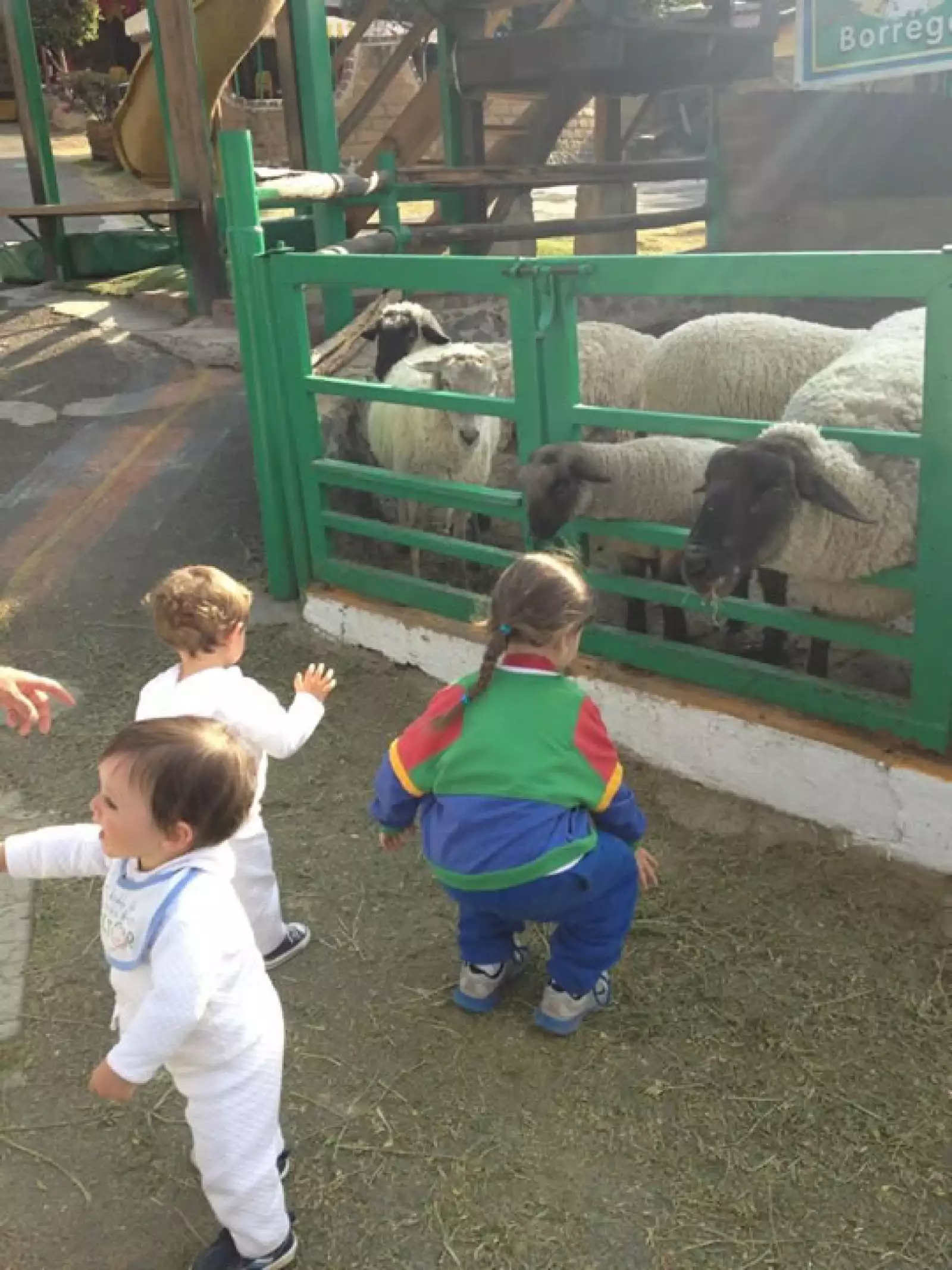 Aquí tres de sus cuatro hijos conviviendo con ovejas.