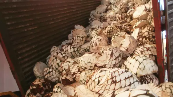 Se verifica que el agave pertenezca a la variedad azul, que est� maduro y libre de plagas