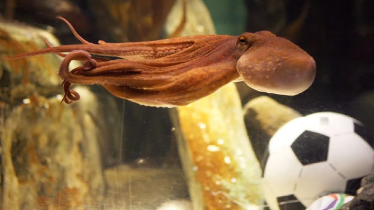 pulpo