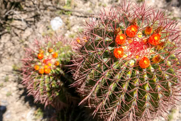 Biznaga roja en el desierto de San Luis Potosí, México