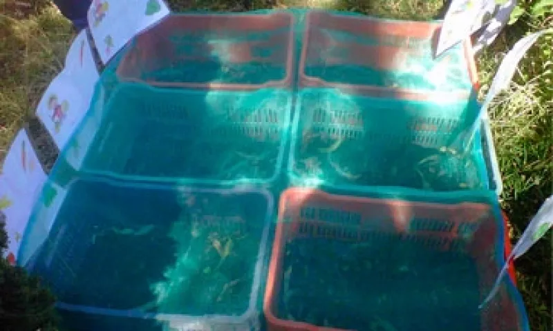 producion-de-semillas