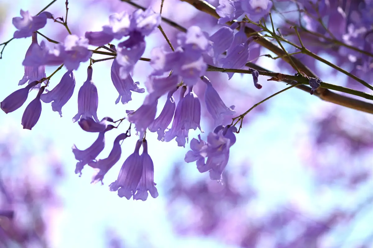 Jacarandas plaga CDMX