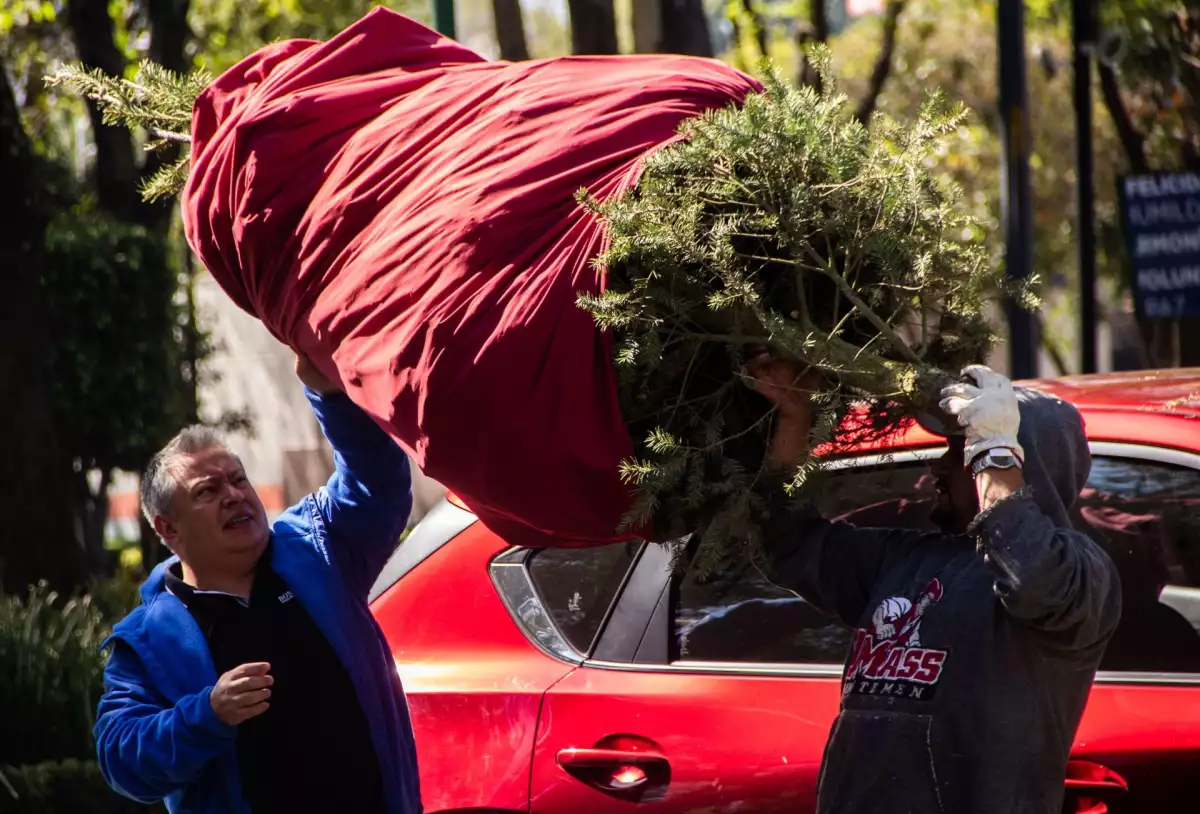 donde-tirar-arbol-denavidad-gam