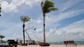 Dos palmeras son movidas por los fuertes vientos ocasionados por el Huracán polo.