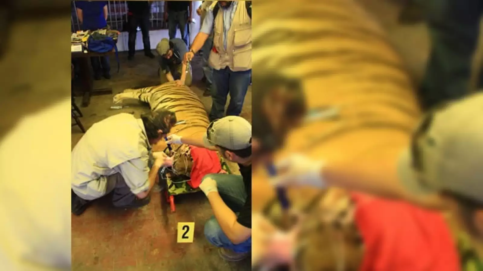 tigres asegurados en Cancún 4