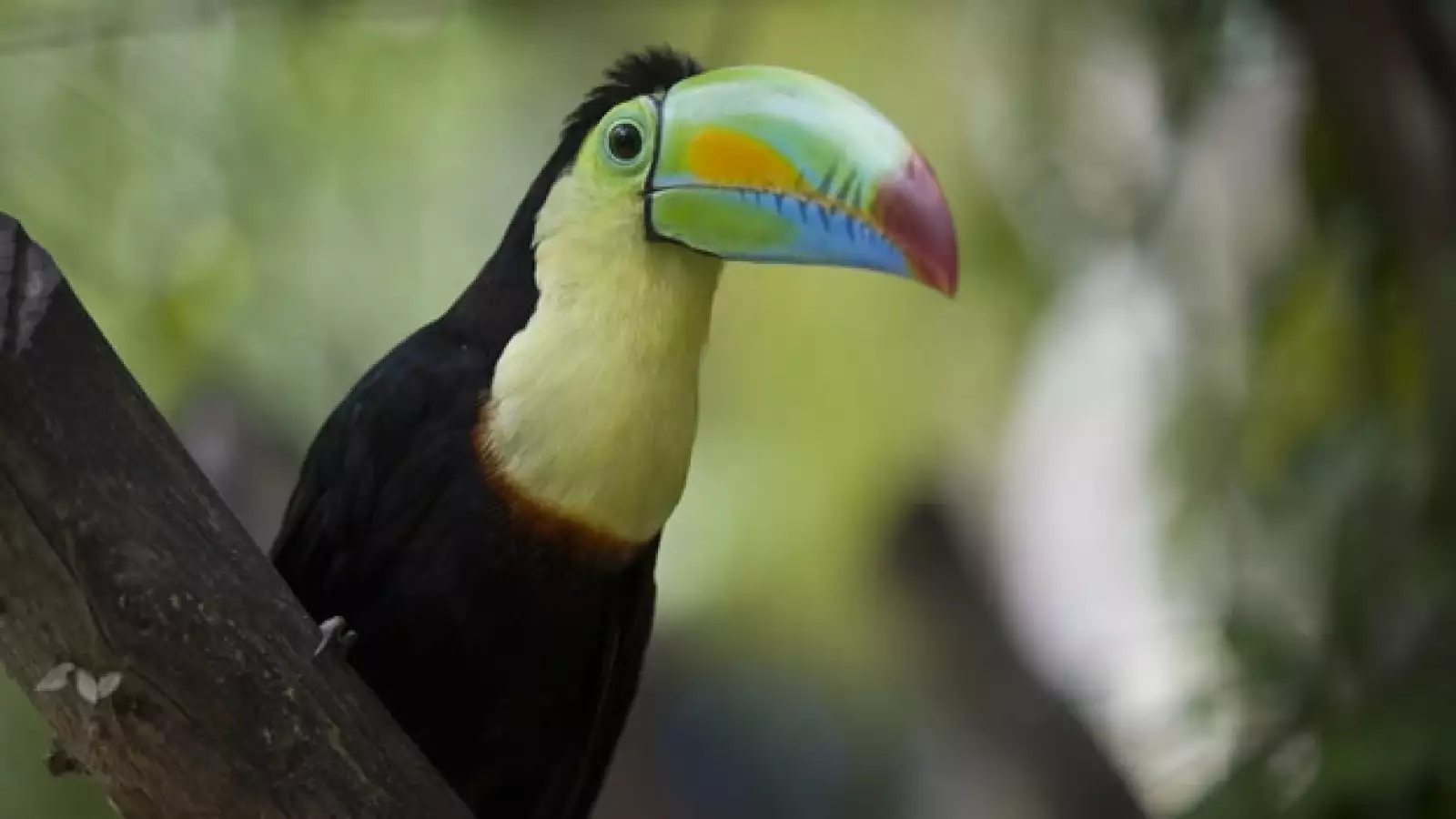 tucan