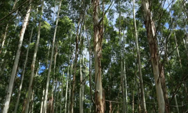 Proteak compró plantaciones de eucalipto, que tarda tres años en levantarse, para fabricar páneles aglomerados. (Foto: Getty Images)