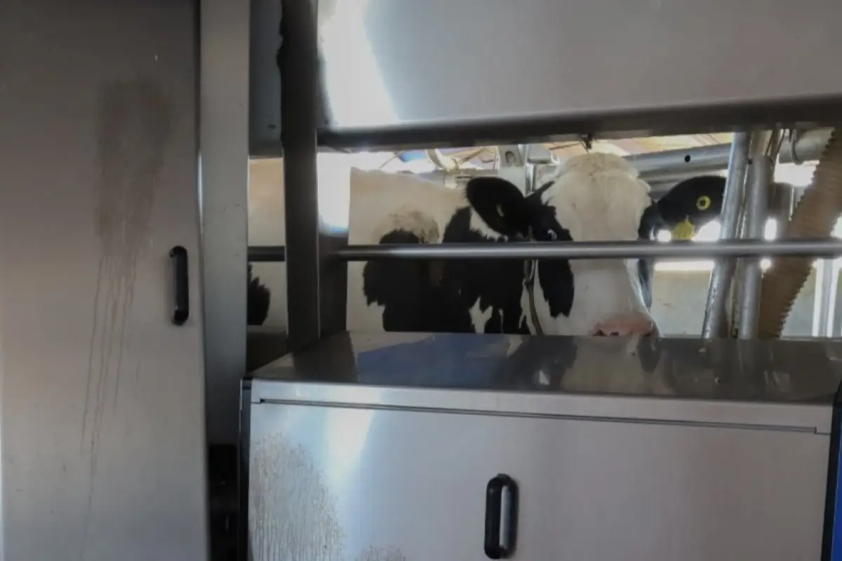 robot que ordeña vacas