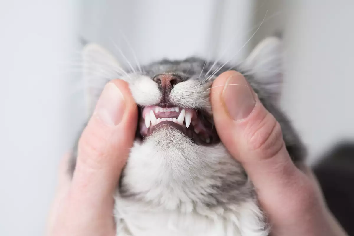 dienges-gatos-cuidados-limpieza