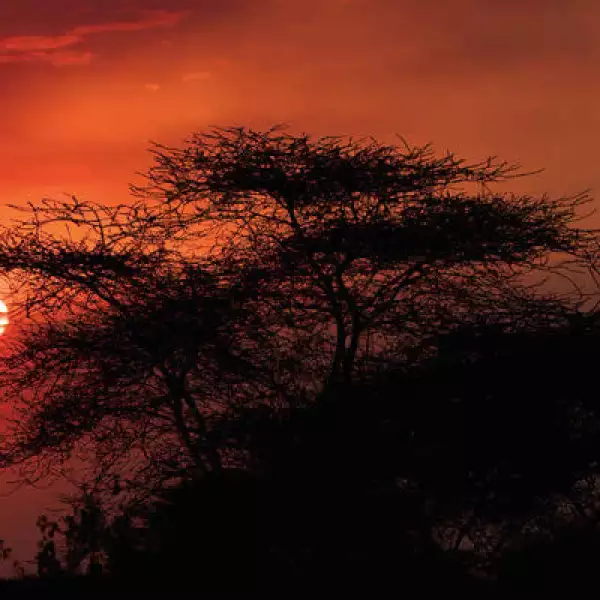 La reserva nacional del Ngorongoro, en Tanzania, está a menos de 100 kilómetros del parque nacional del Serengueti. Está enclavada en un antiguo cráter donde abunda la vida salvaje.