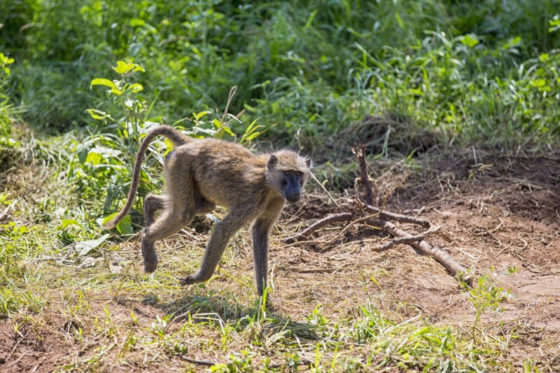 Babuinos