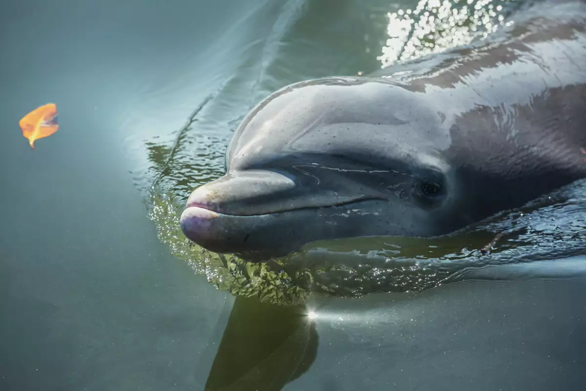 bottlenose dolphin
