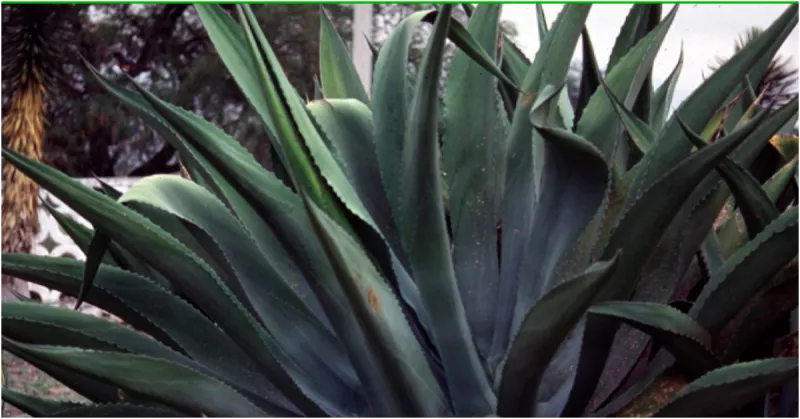 agave-pulquero.jpg
