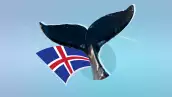 islandia-ballenas-2024