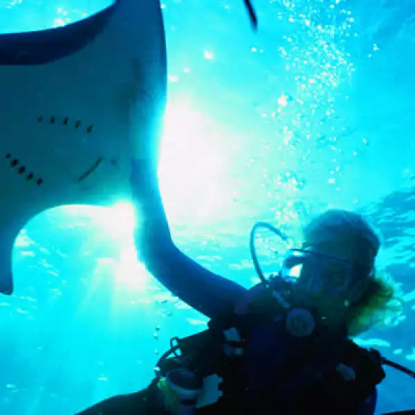 Una de las actividades obligadas, bucear con mantarrayas en Banco Chinchorro.
