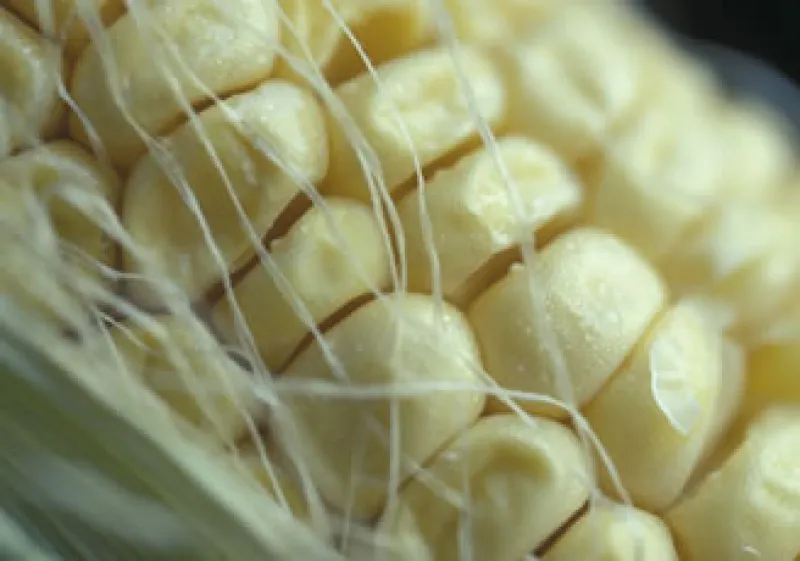 La agricultura mexicana está mejor protegida con la cultura financiera que van adquiriendo los productores. (Foto: Photos to go)