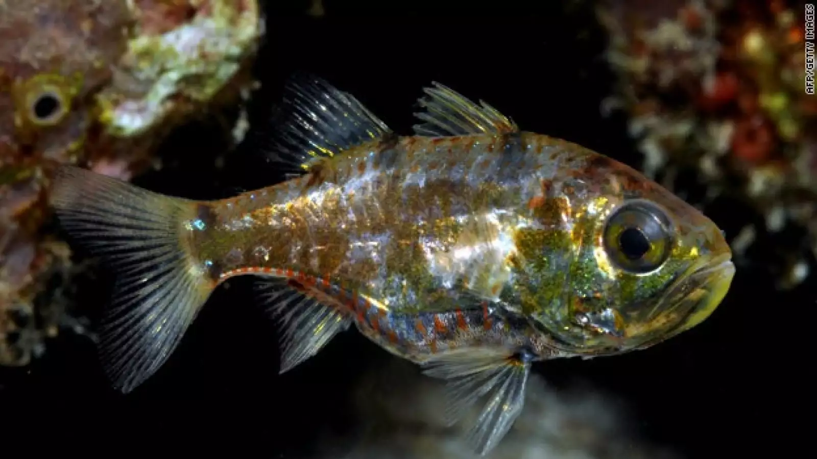 Bali, peces, pez, biodiversidad, nuevas especies