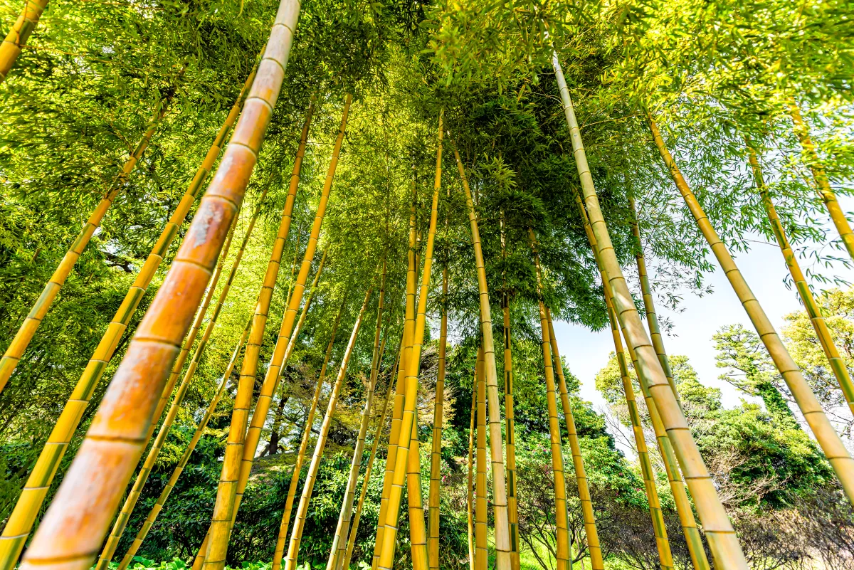 Tokyo, Japan  tall bamboo trees in grove