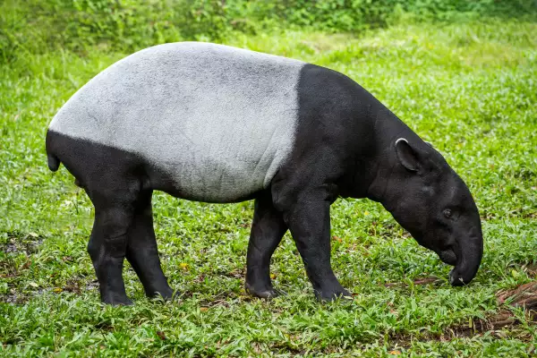 animales amenazados por el tren maya tapir