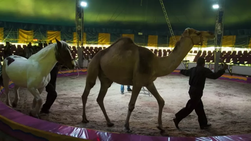 Animales en circo