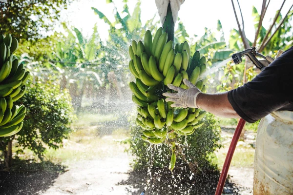 Platanos 3