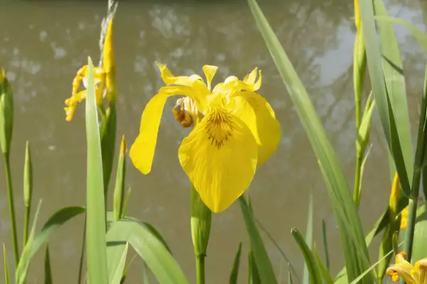 Yellow flag iris (Iris pseudacorus)