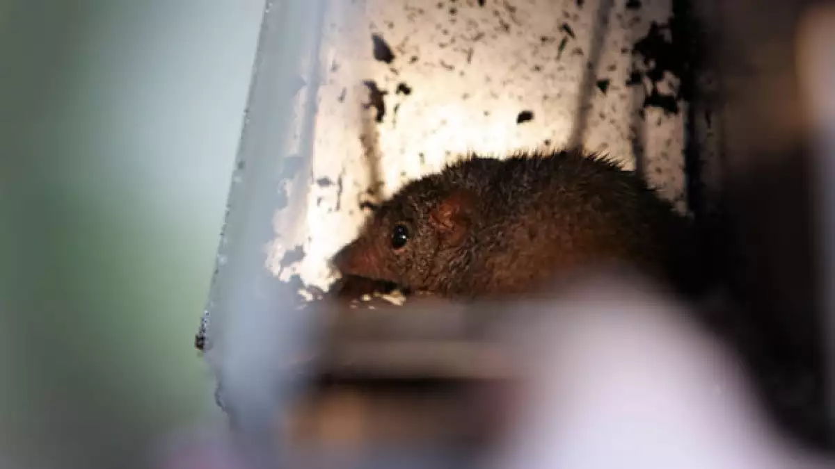 especie antechinus