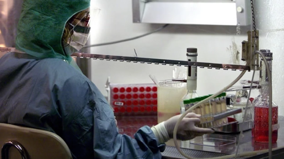 Una muestra de ántrax es revisado en un laboratorio de análisis microbiológicos en España
