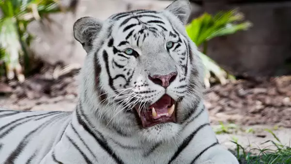 Tigre blanco