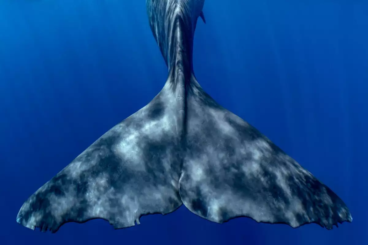 Fomares y cambio climatico