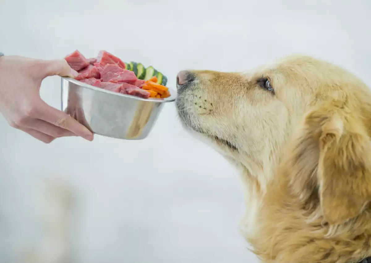 alimento para perro