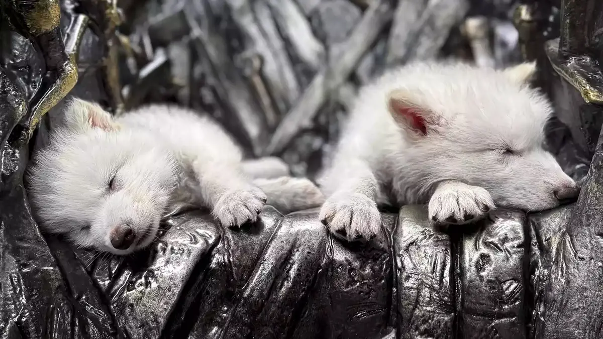 lobos-terribles-game-of-thrones.jpg