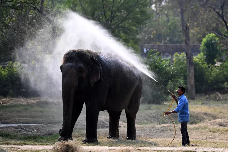 elefante-viaja-a-brasil