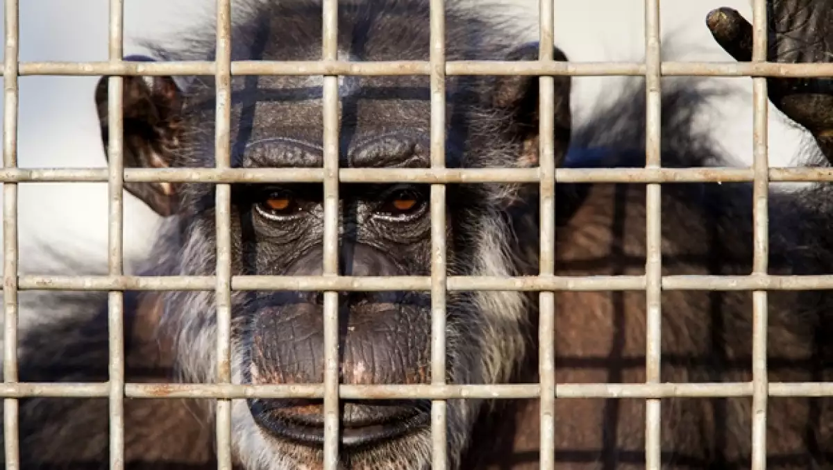 chimpance