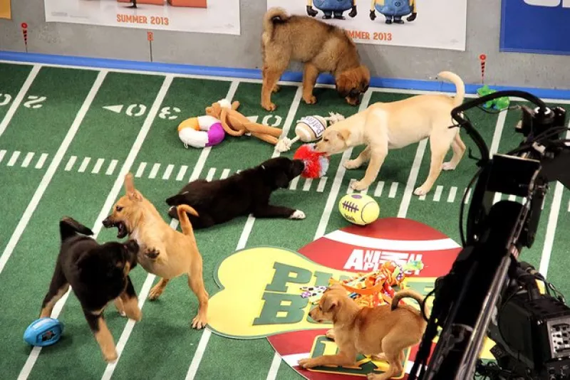 Puppy bowl