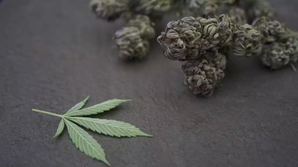 El uso de la marihuana con fines medicinales se anunció para Jamaica en este año