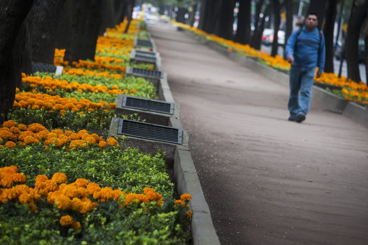 Camellón Reforma