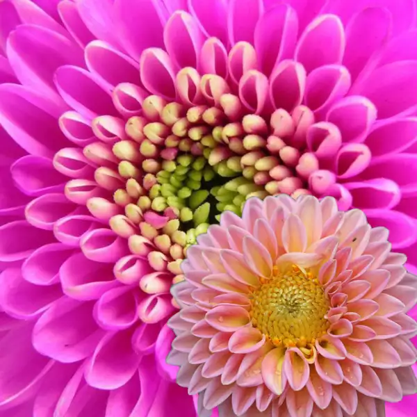 Dahlia: Representa la dignidad y la elegancia.