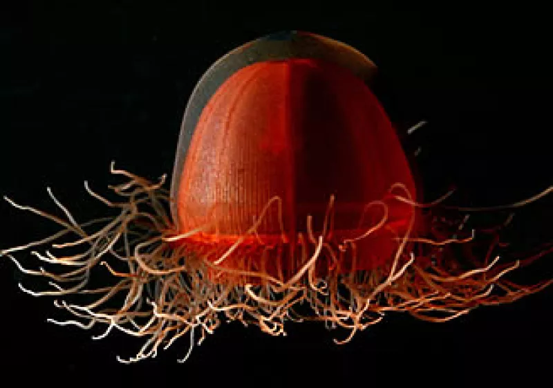 Las medusas darán una nueva sazón a nuestros alimentos en el futuro, aunque por ahora no prometen mejorar el sabor de los mariscos. (Foto: AP)