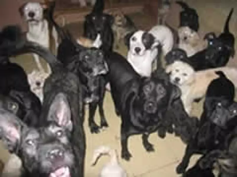 Algunos de los perros del rescatista, antes del ataque. (Foto: Especial)