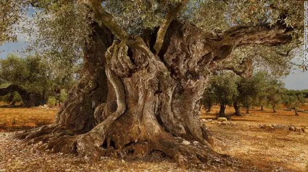 Árboles antiguos