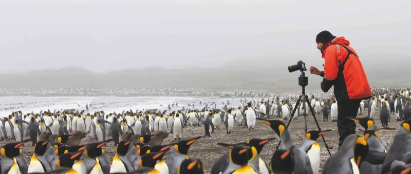 King Penguins and Photographer
